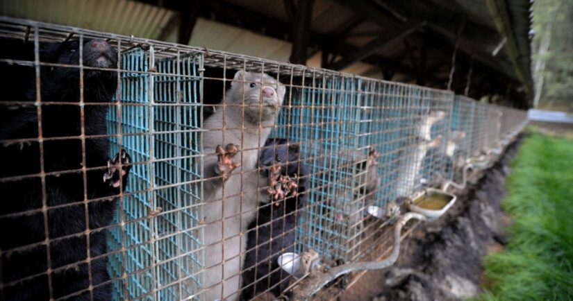 The cruel reality of fox fur farming 