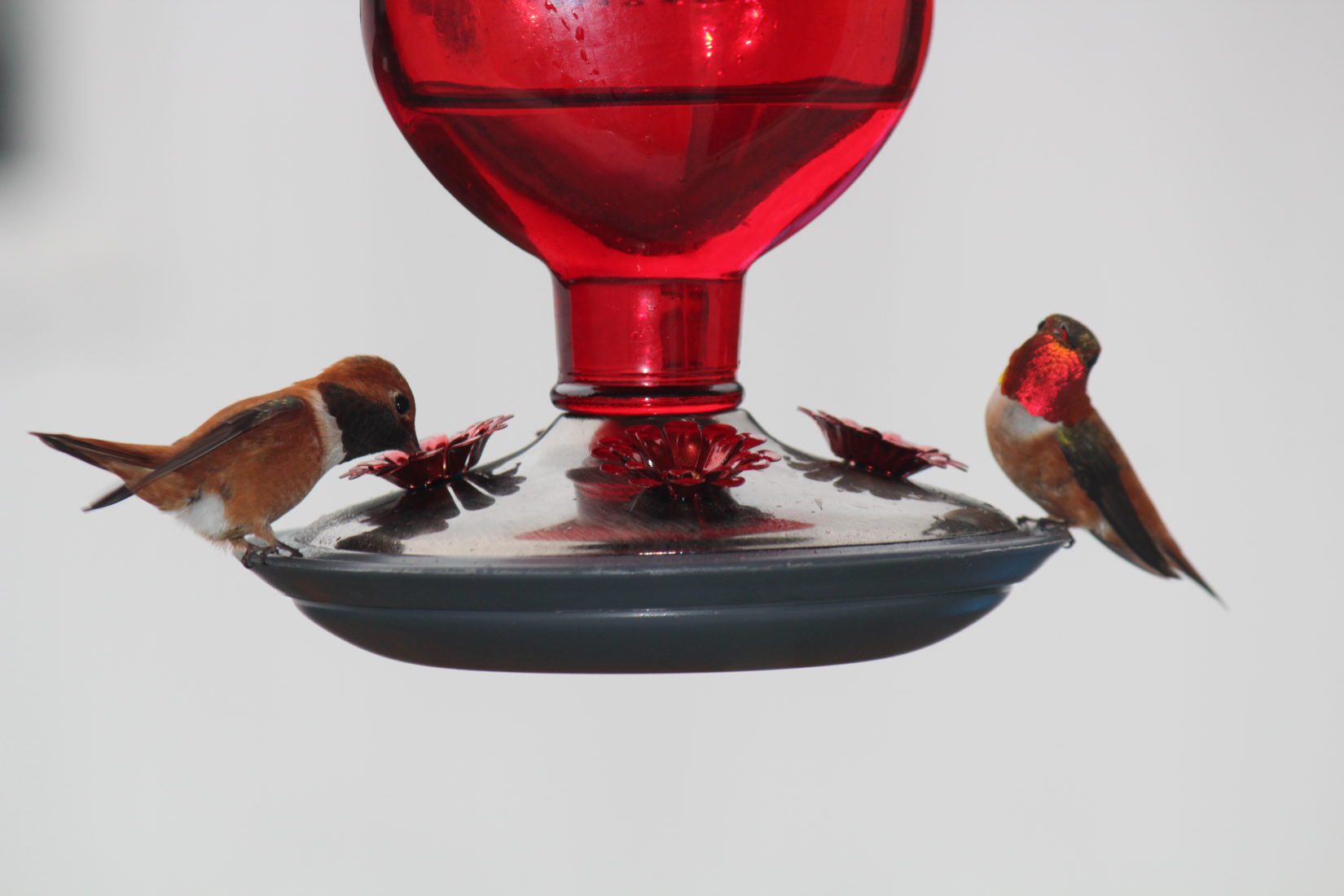 Rufous hummingbirds at bird feeder