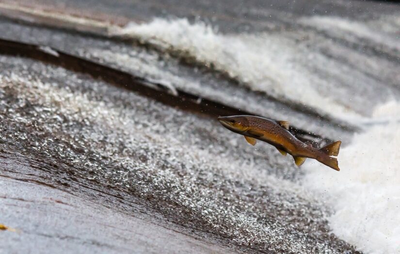 Salmon fish jumping out of water in flowing river
