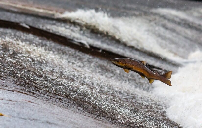 Fish farming in Canada - BC SPCA