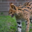 BC SPCA Do serval cats make good house pets?