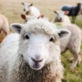 Close-up of a sheep on pasture with others in the background