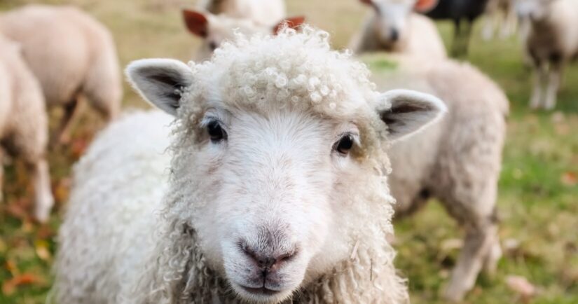 Close-up of a sheep on pasture with others in the background