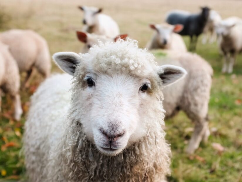 Close-up of a sheep on pasture with others in the background