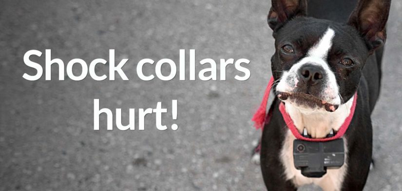 Sad Boston terrier wearing shock collar