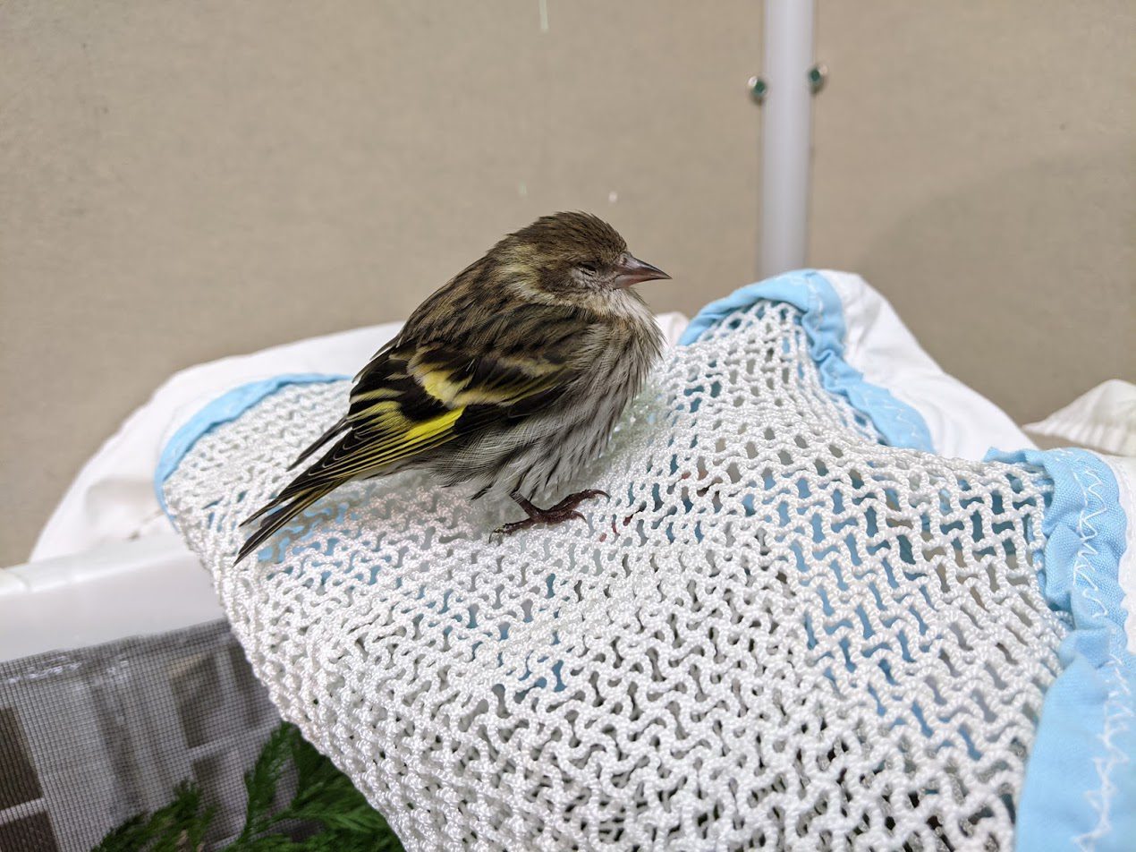 Sick pine siskin in care at Wild ARC