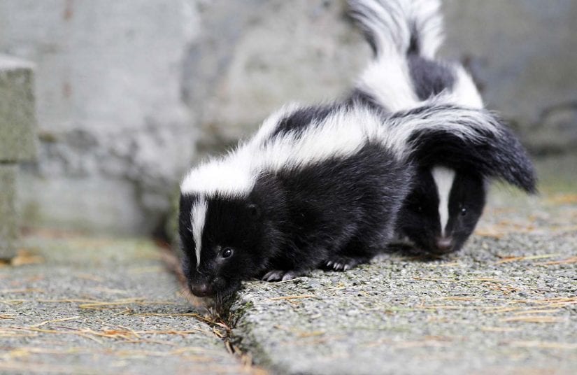 two young cute wild baby skunks walking on pavement