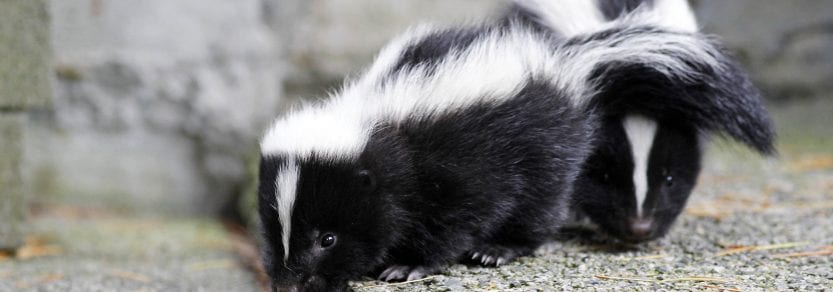 Two skunks on stone blocks