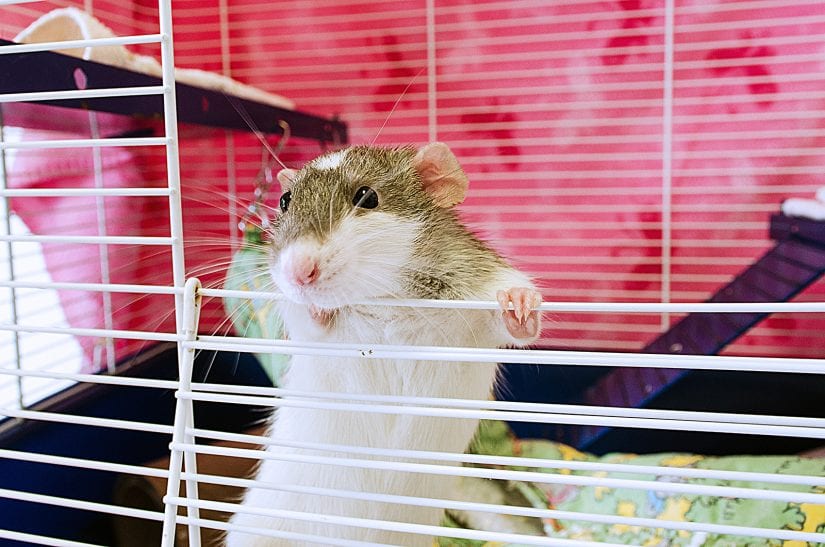 Cute rat in cage with hands over bars looking over opening of cage