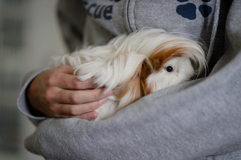 Guinea pig being cuddled and held