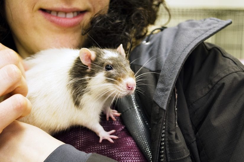 Rat being held and pet by girl