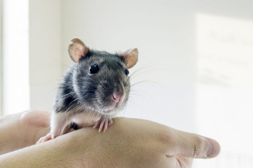 Rat sitting in hands looking curious