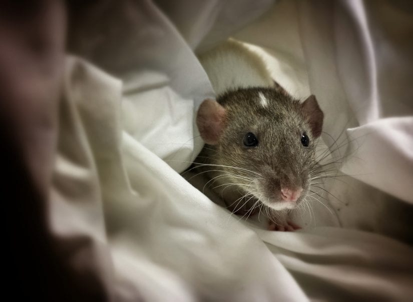 Rat nesting in blankets