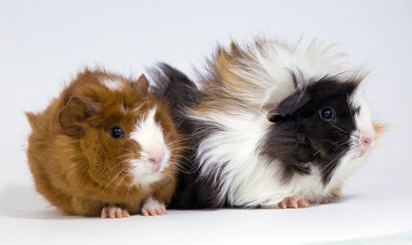 Two guinea pigs with fluffy hair