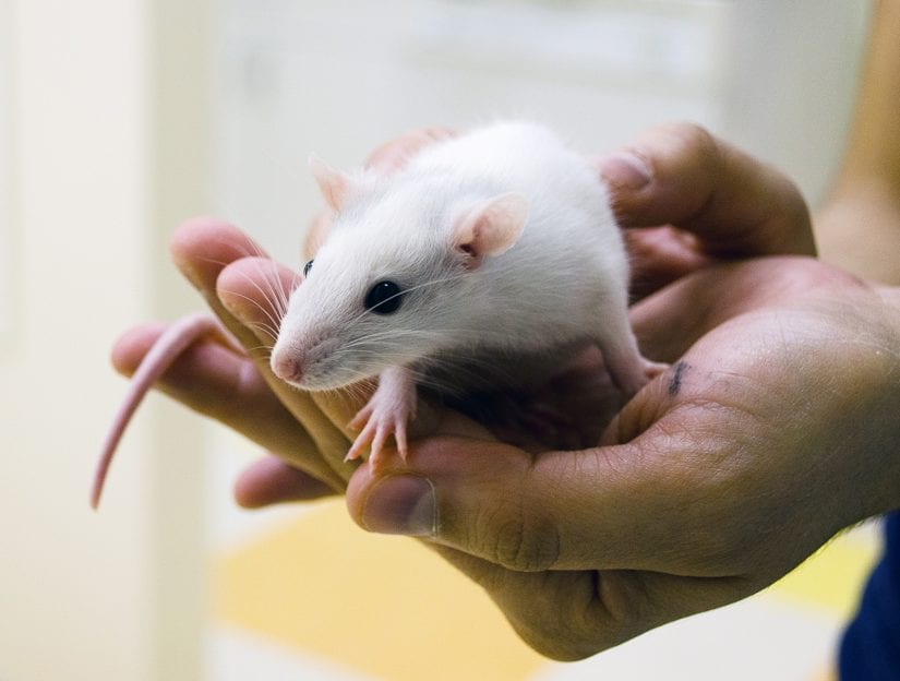 Small white rat sitting in hands
