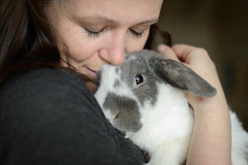 Grey and white rabbit being cuddled by woman