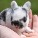 Small cute baby rabbit sitting in hands