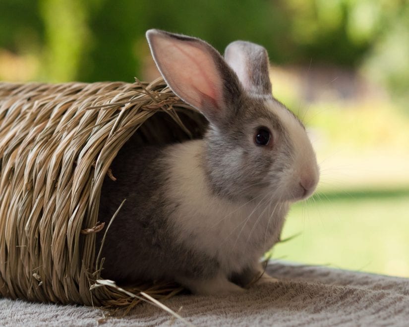 Cute small rabbit half out of a tunnel