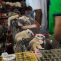 Small mammals tied to strings at a market
