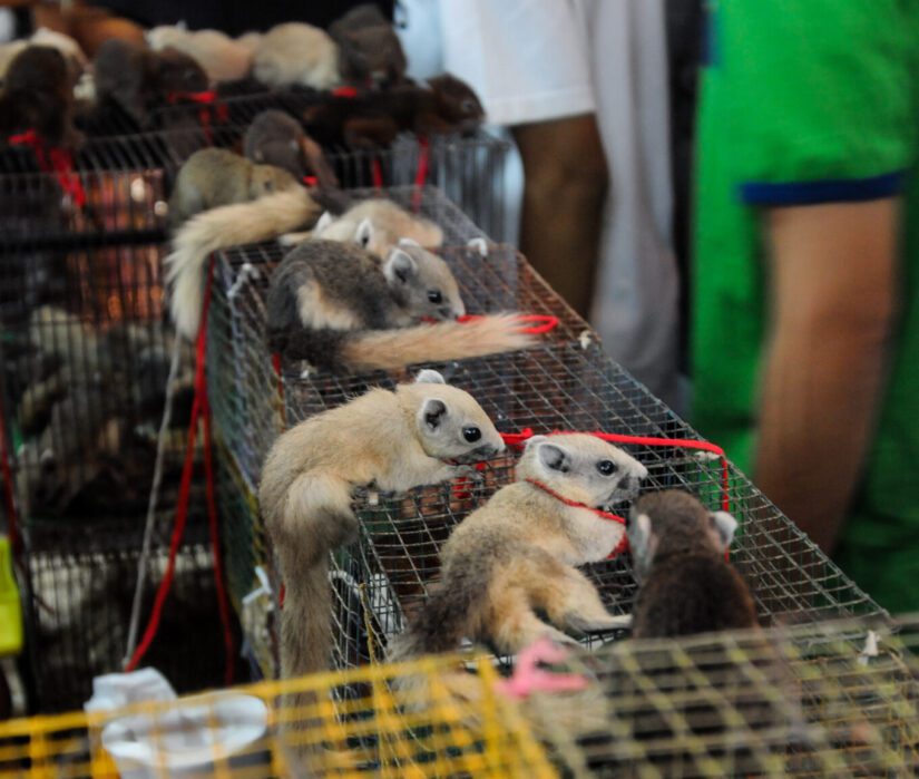 Small mammals tied to strings at a market