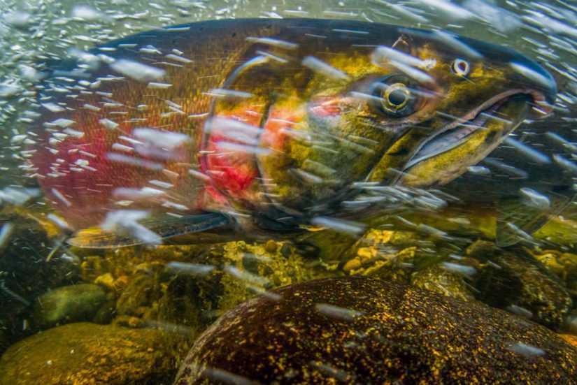 Sockeye salmon in river