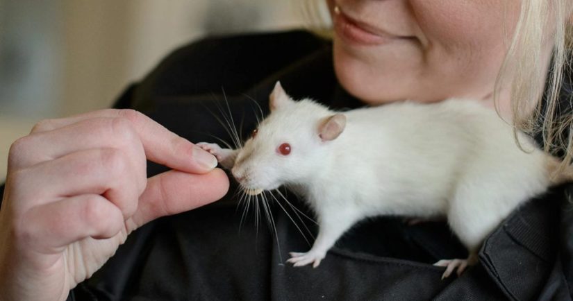 Cruelty investigative Department staff in uniform feeding white rat