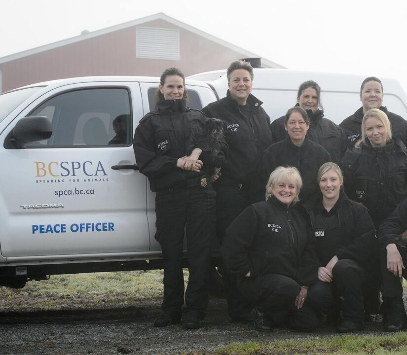 Cruelty investigative Department staff group shot in uniform with two dogs in front of BC SPCA truck