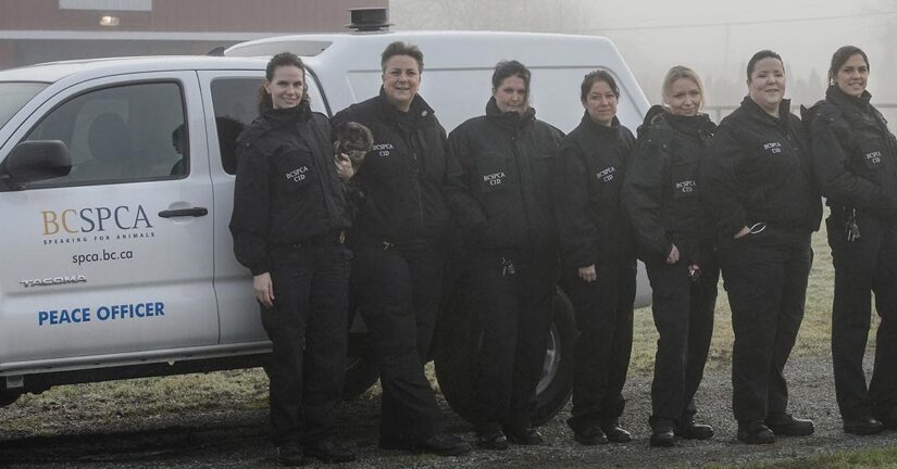 Cruelty investigative Department staff in uniform group shot with a dog in front of BC SPCA truck