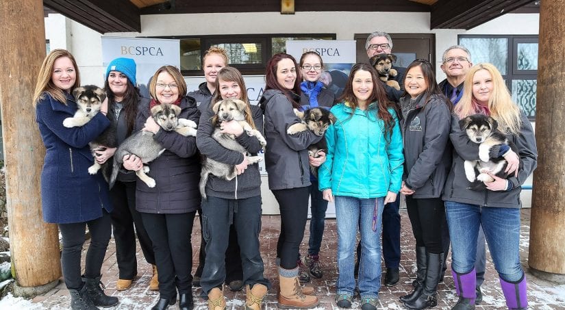 BC SPCA staff outdoors with puppies