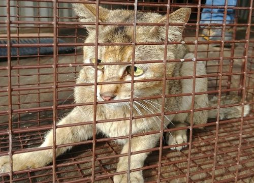 stowaway kitty in cage, found in shipping container from China
