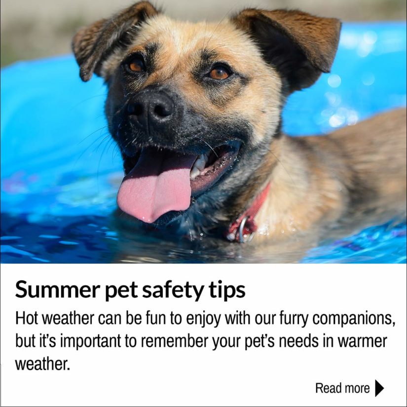 Learrn more about pet summer safety