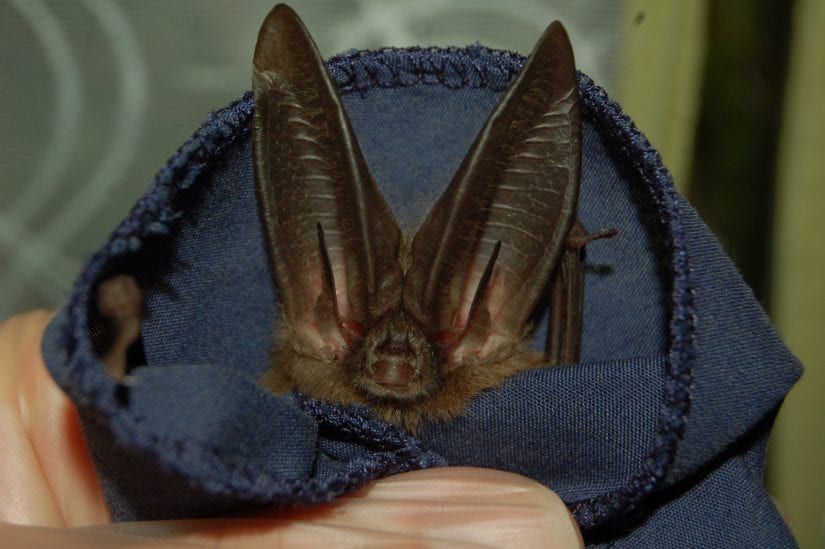 Big Eared bat in cloth