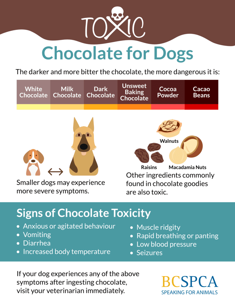 Signs of chocolate toxicity in your dog BC SPCA