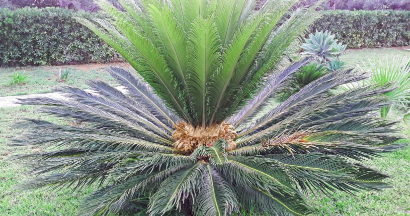11 plants that are toxic to your pet - BC SPCA 11 plants that are toxic to your pet - BC SPCA