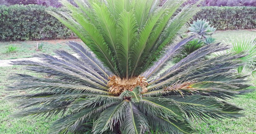 Chicas Palm green leaves tropical background. Arecaceae family Cycas revoluta, King sago palm. Close up of female Sago palm flower with seeds.