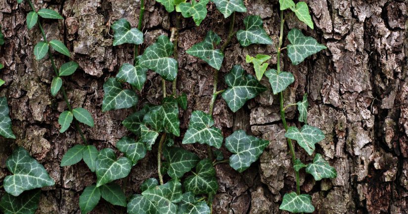 Old tree trunk with English ivy