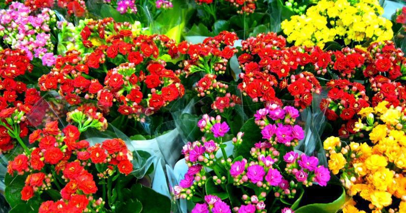 Kalanchoe blossfeldiana (Flaming Katy, Florist Kalanchoe) red pink yellow purple flowers background pattern. Colorful small flowers of Kalanchoe close-up. Beautiful bright succulent plant red flowers