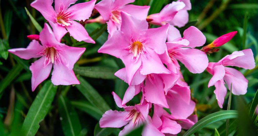 The toxic garden plant nerium Oleander apocynaceae