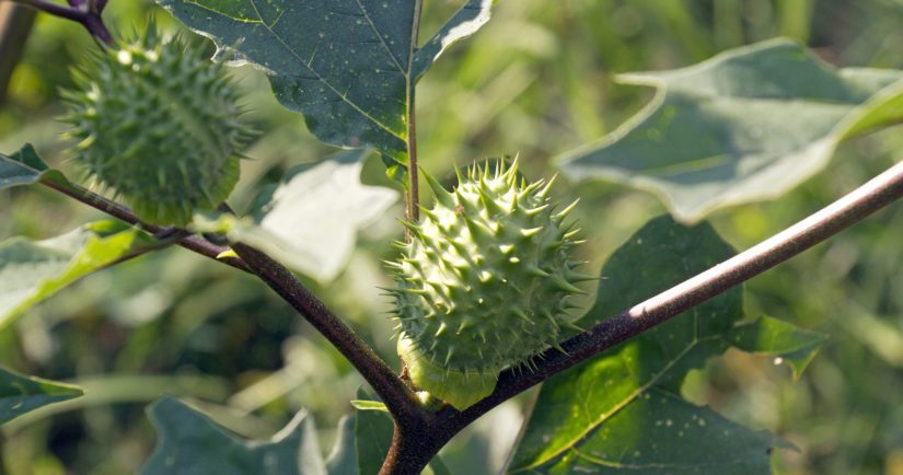 Close up of a poisonous Jimson Weed plant showing leaves and seed pods