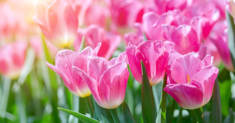 Tulip flower. Beautiful tulips flower in tulip field at winter or spring day. Colorful tulips flower in the garden. Beautiful tulips flower for postcard beauty design. Tulip garden. tulip wallpaper. tulip design.