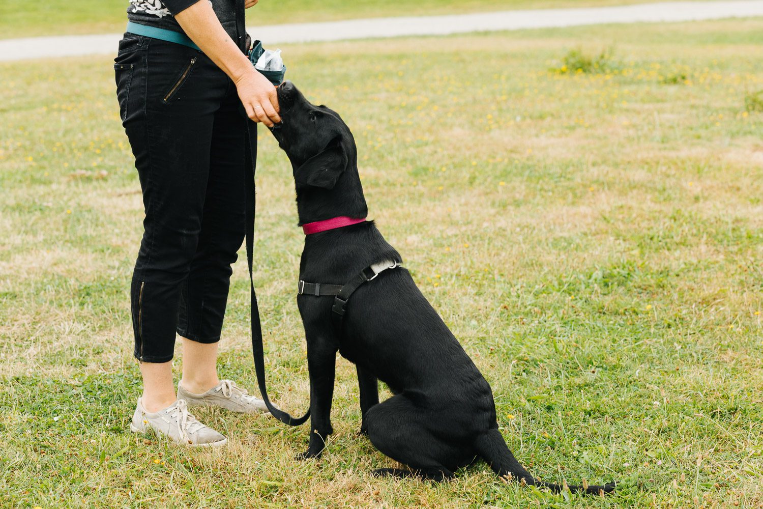 dog receiving treat from trainer after sit cue