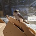 Swallow perched on the edge of a box