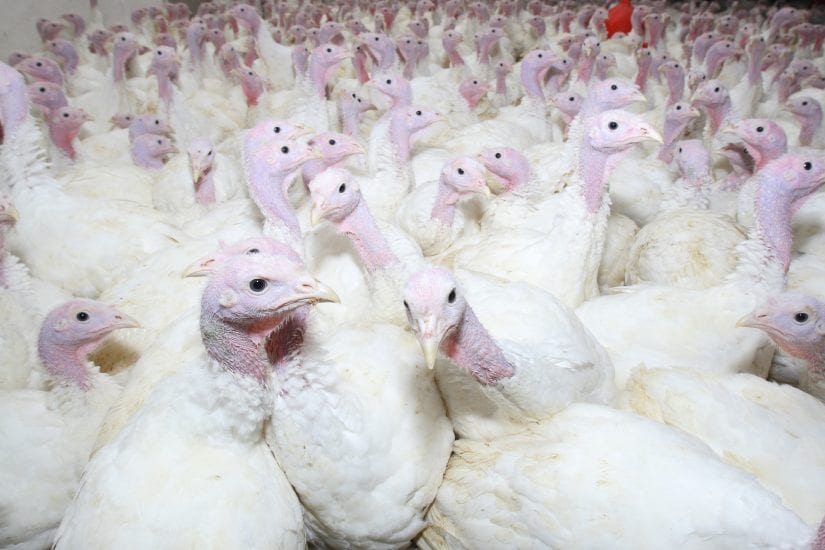 Think You Know 'Free-Range' and 'Cage Free' Chicken? Think Again. - One  Green Planet