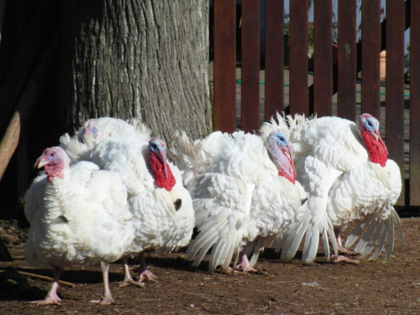 Four white turkeys outside together
