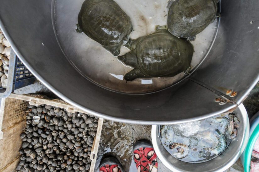 Turtles and shrimp in metal buckets