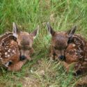 Two deer fawns laying in grass