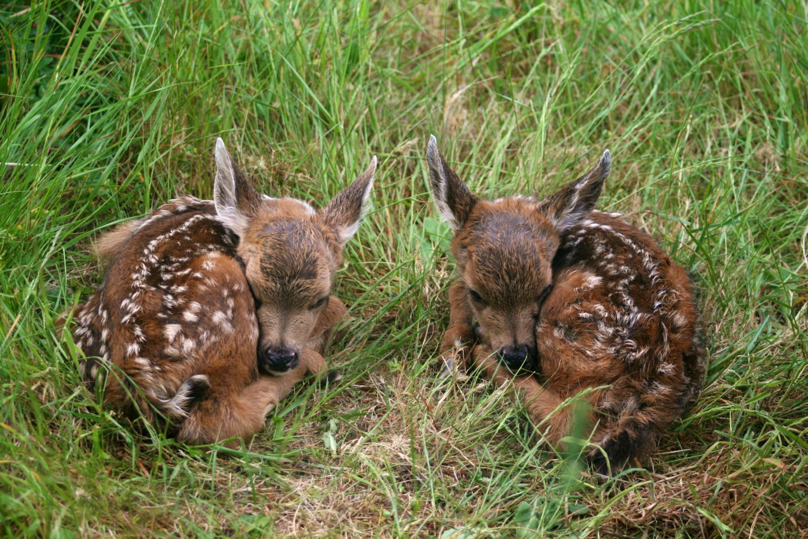 Two deer fawns laying in grass