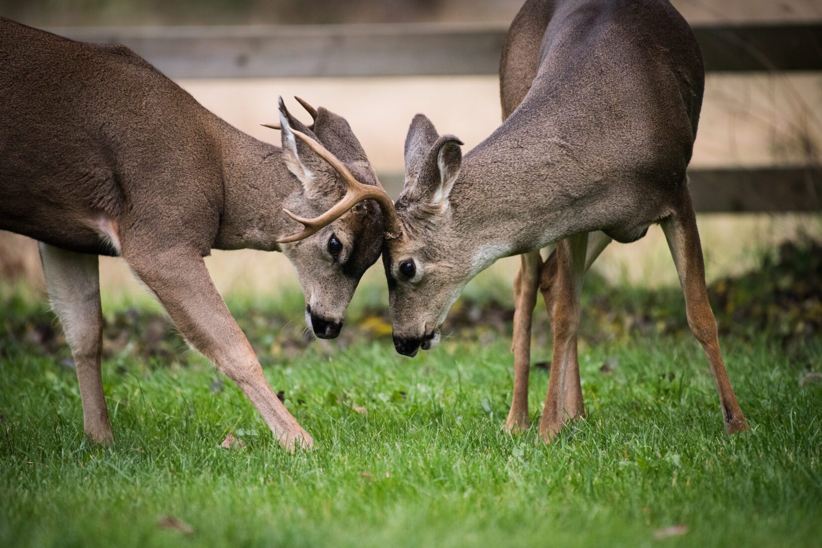 Two deer touching heads