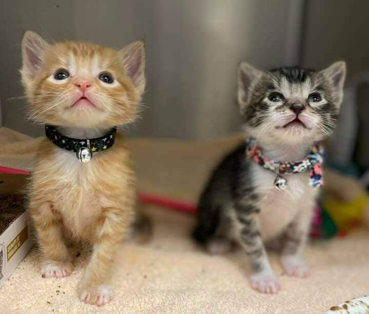 Two kittens named Frank and Beans sitting next to each other and looking up