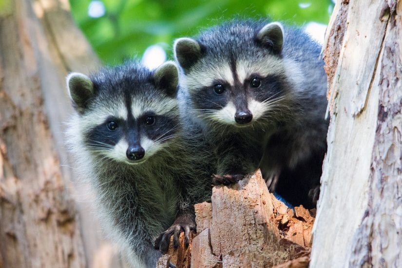 Two raccoons in tree photo by Bruce Tuck
